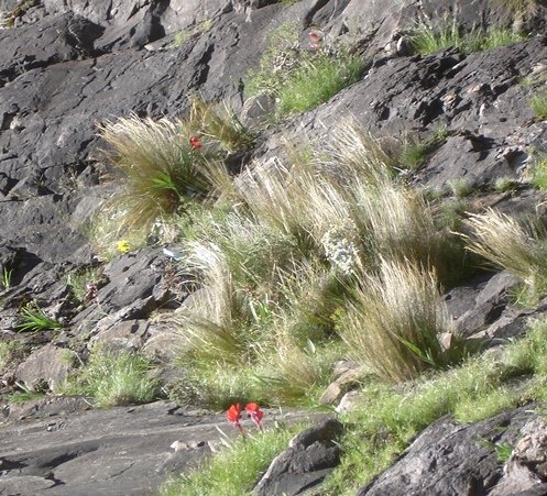 Gladiolus flanaganii corm in the rock